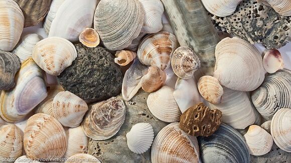 shells as a good luck charm