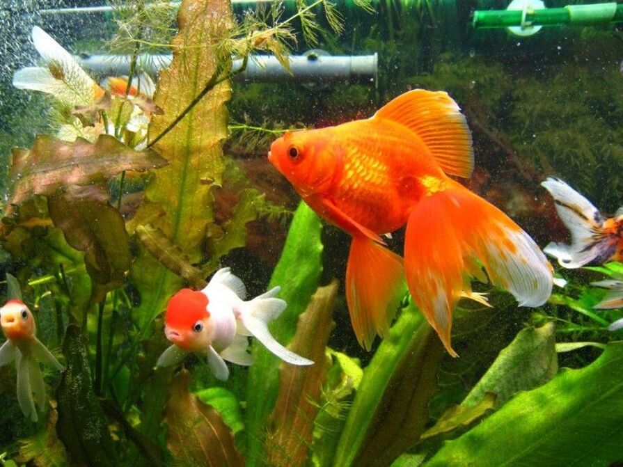 goldfish money aquarium