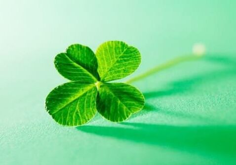 Among the plants there are amulets that can protect against negativity, one of them is the clover