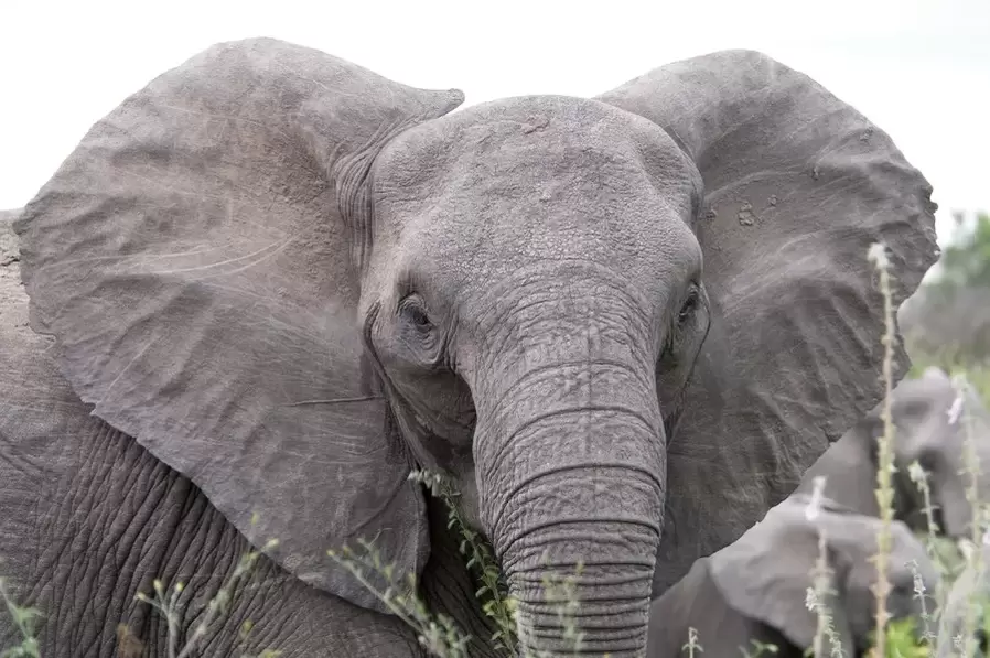 good luck charm - elephant